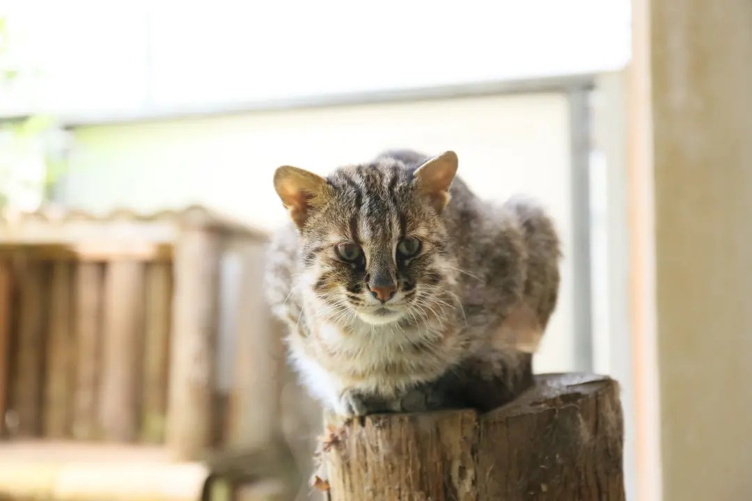 ツシマヤマネコ