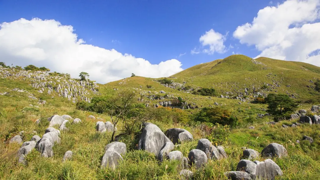 平尾台(日本三大カルスト)