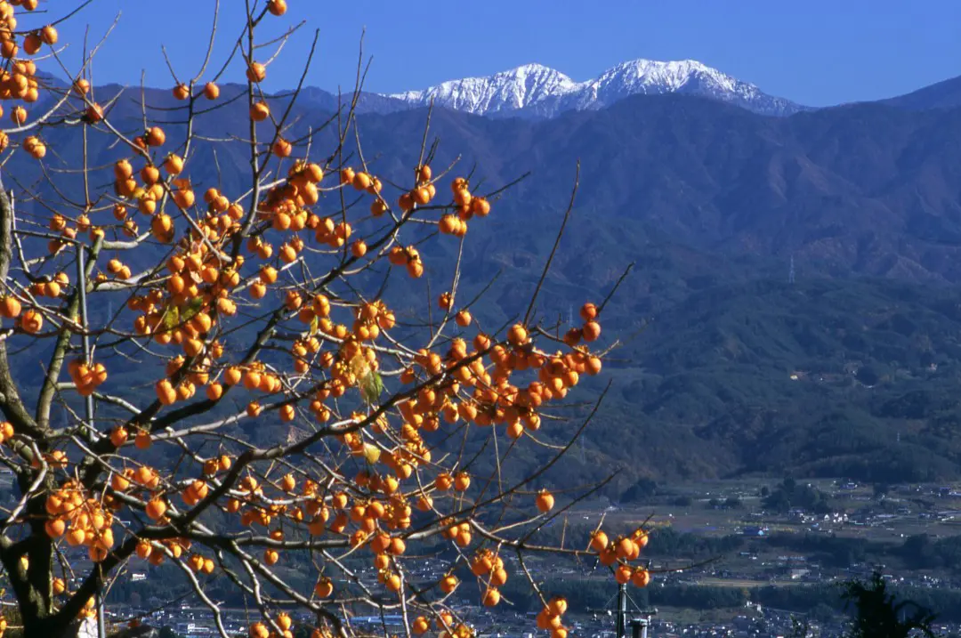 柿の木と南アルプス風景
