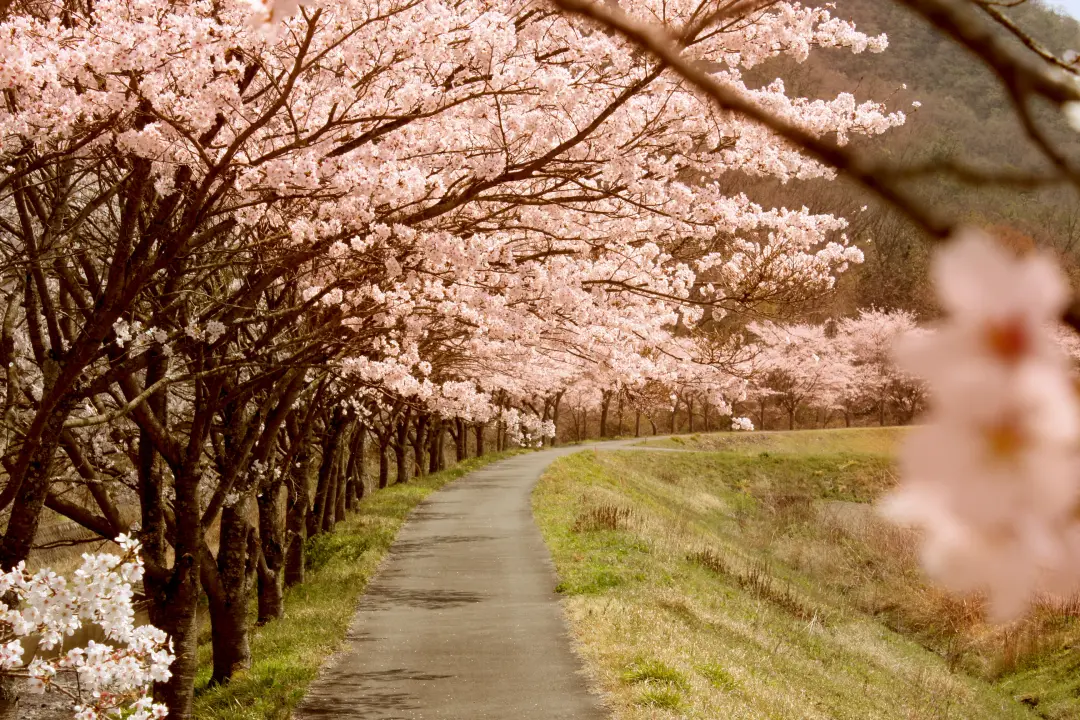 桜並木