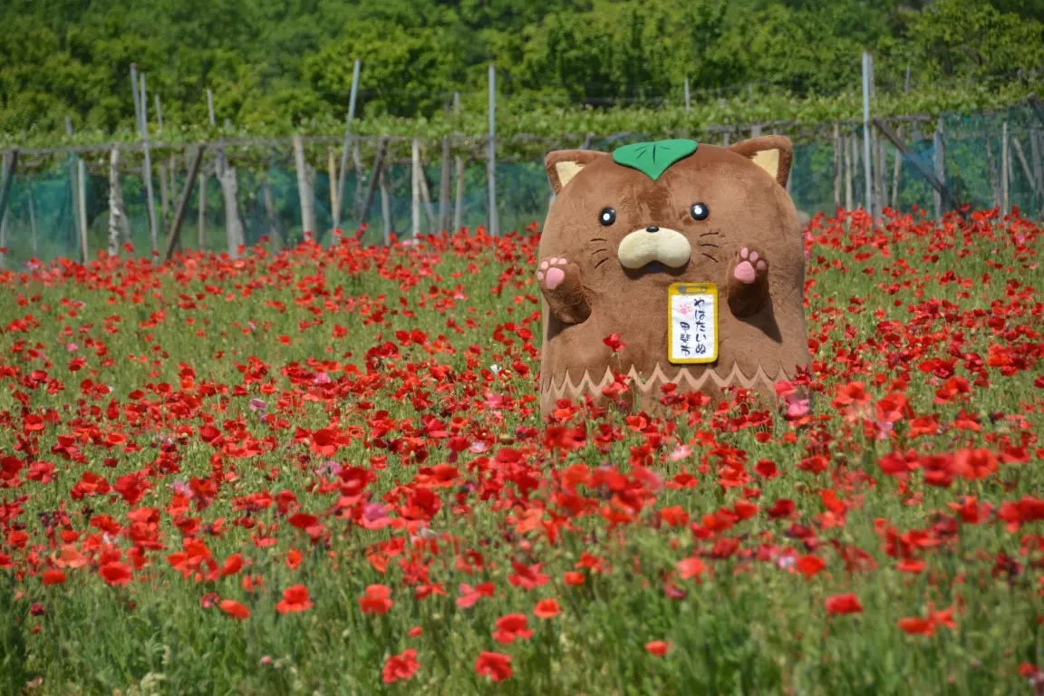 ポピー畑とやはたいぬ
