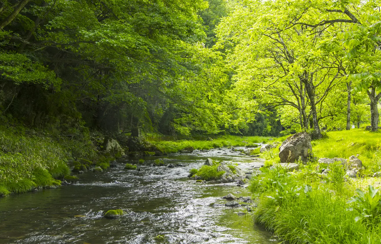 緑豊かな八瀬地域