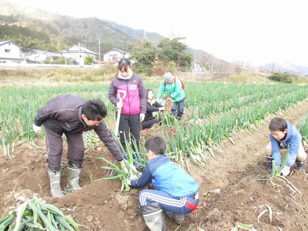 岩津ネギ収穫風景
