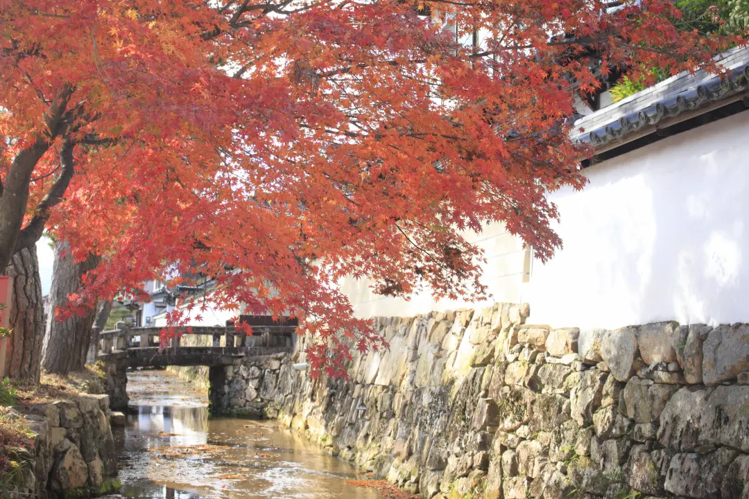 紅葉の竹田まちなか