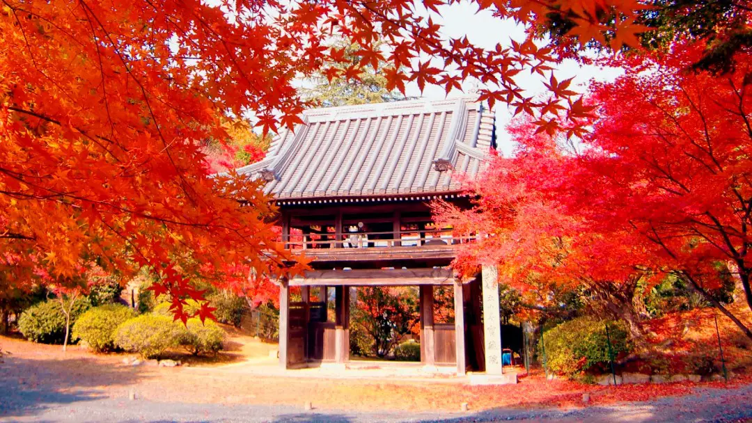 紅葉(太山寺)