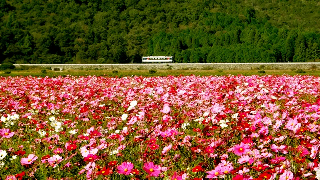 コスモス畑と智頭線を走る気動車