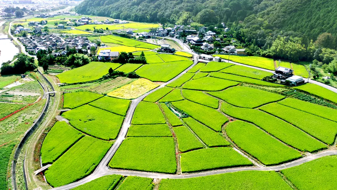 上空からの田園地帯