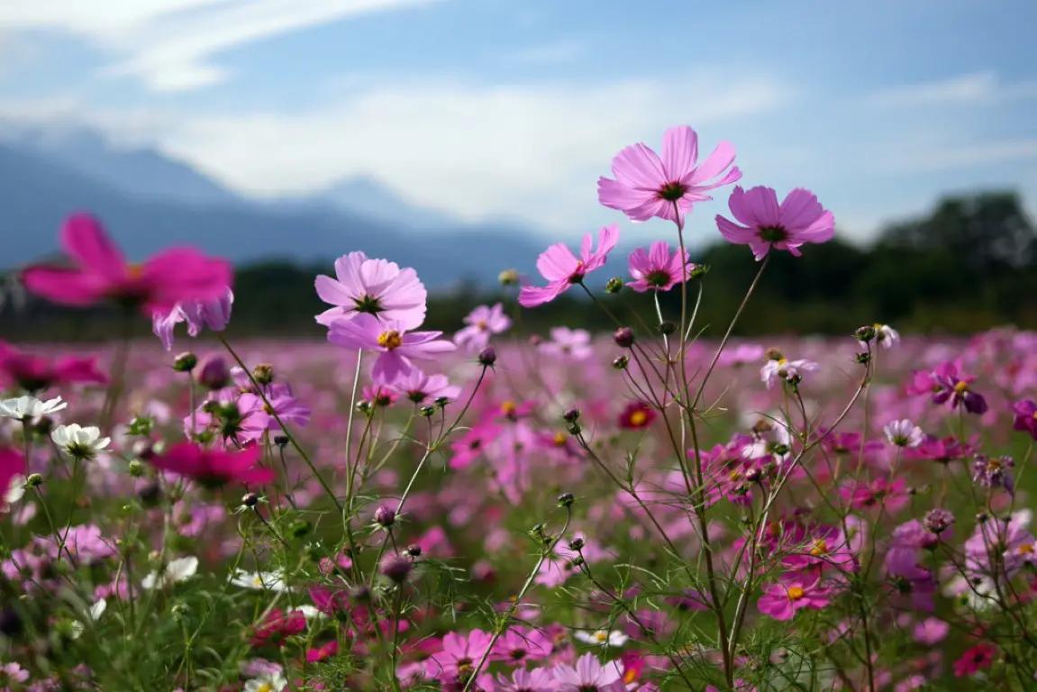 岩森コスモス畑