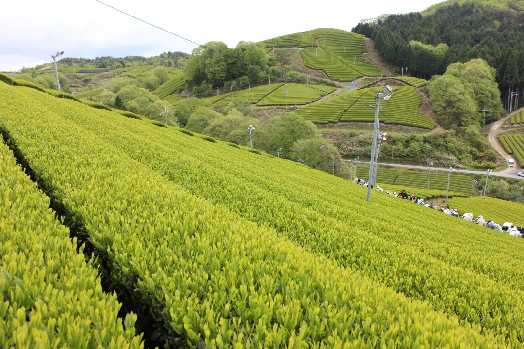 (信楽)朝宮茶畑
