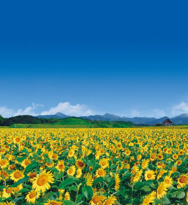 西都原ひまわり