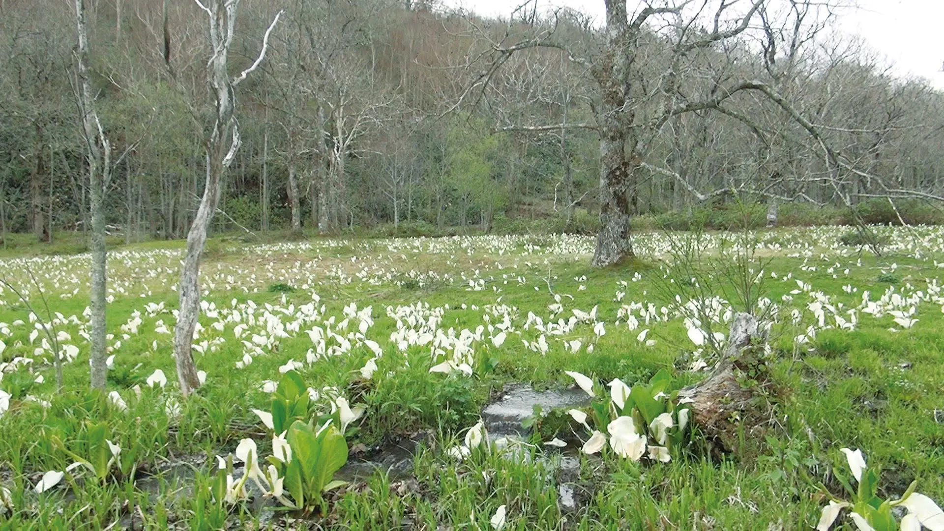 櫃取湿原（ひっとりしつげん　ミズバショウ）