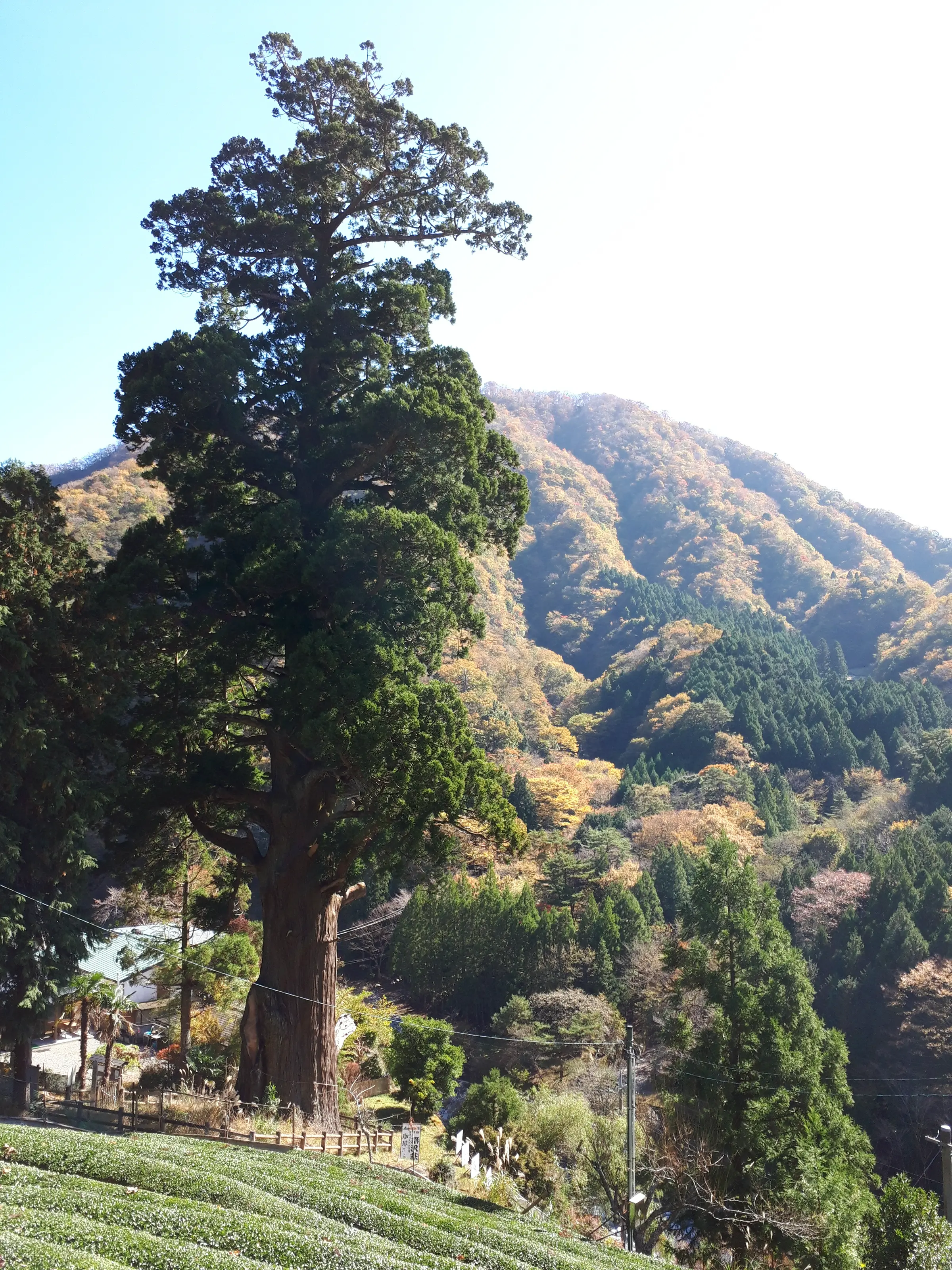 箒杉（樹齢２千年以上）