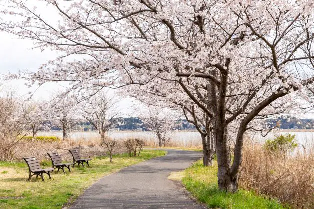 手賀沼遊歩道の桜