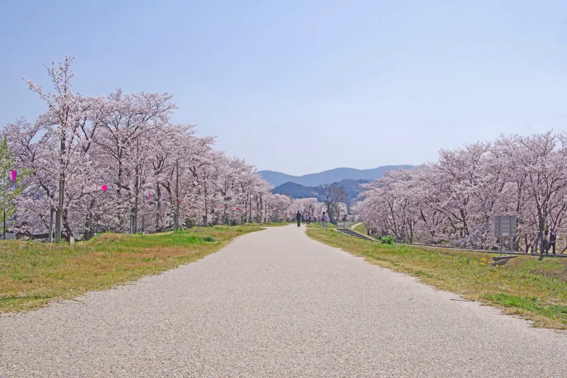 宮川堤の桜