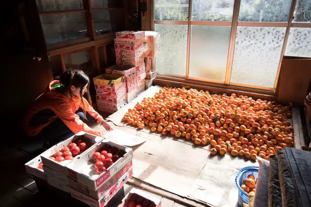 特産品甲子柿＠生産者