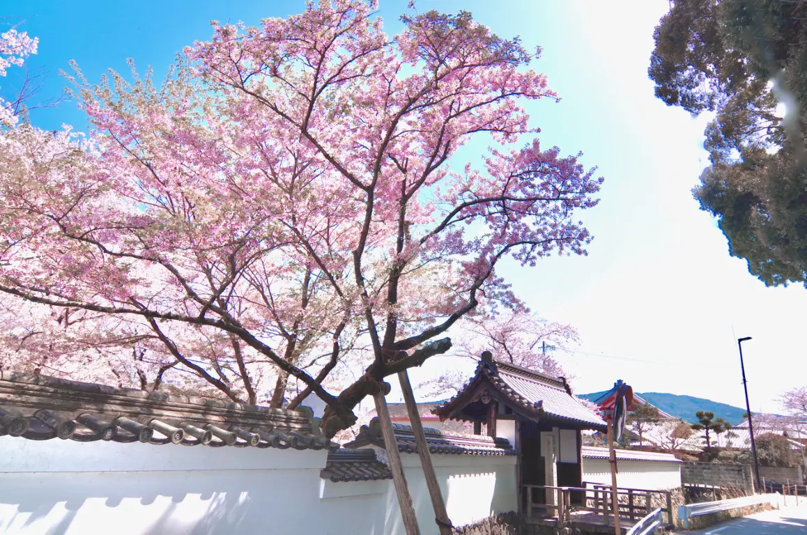 豊宮崎文庫にある市の花オヤネザクラ