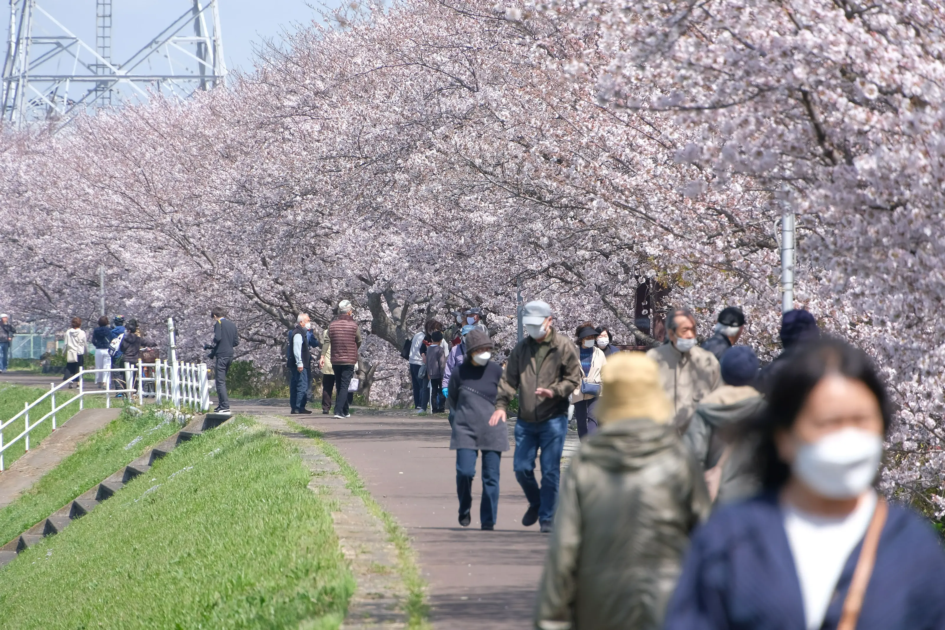 渋田川沿いの桜
