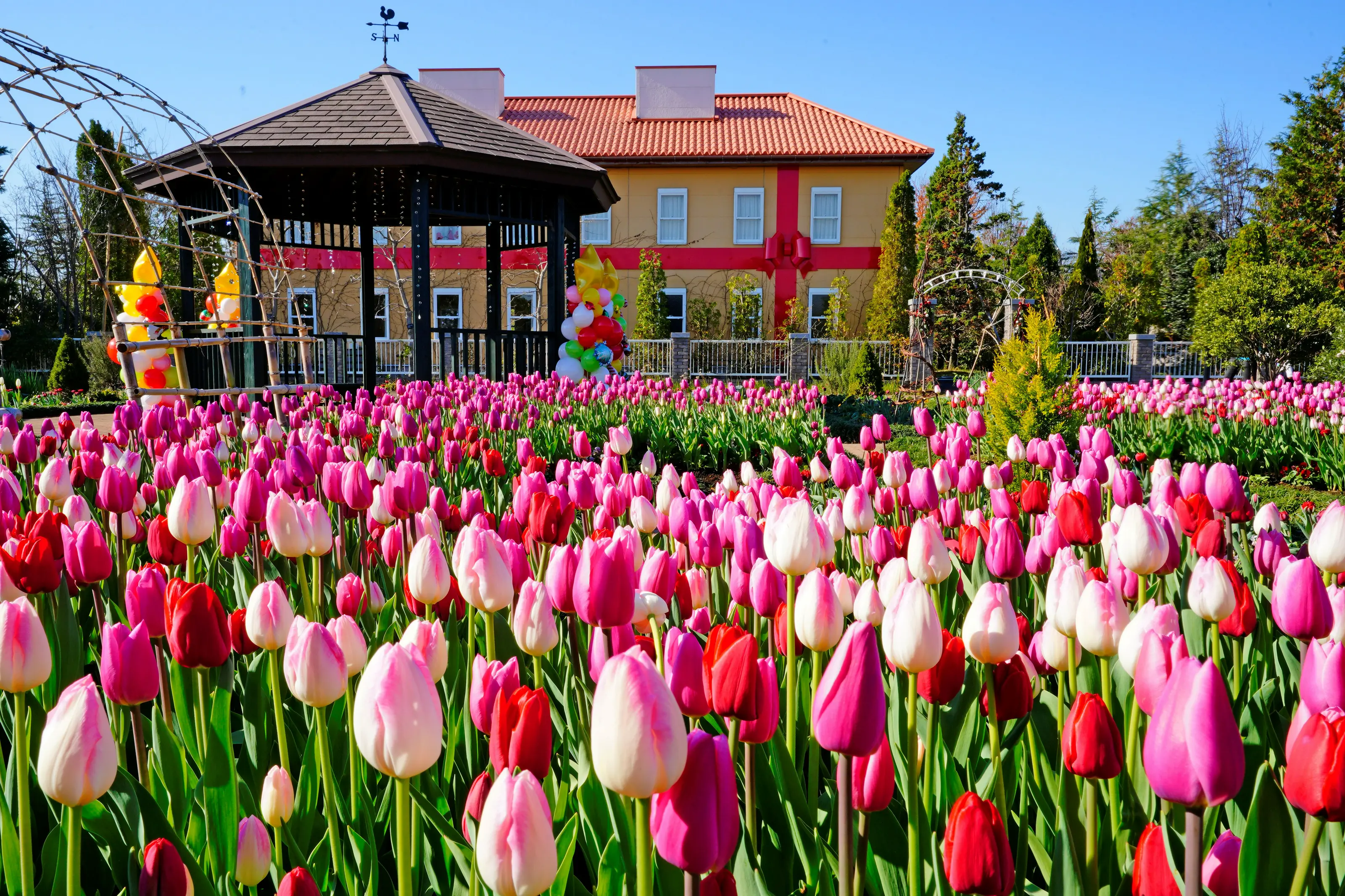 花菜ガーデンのアイスチューリップ