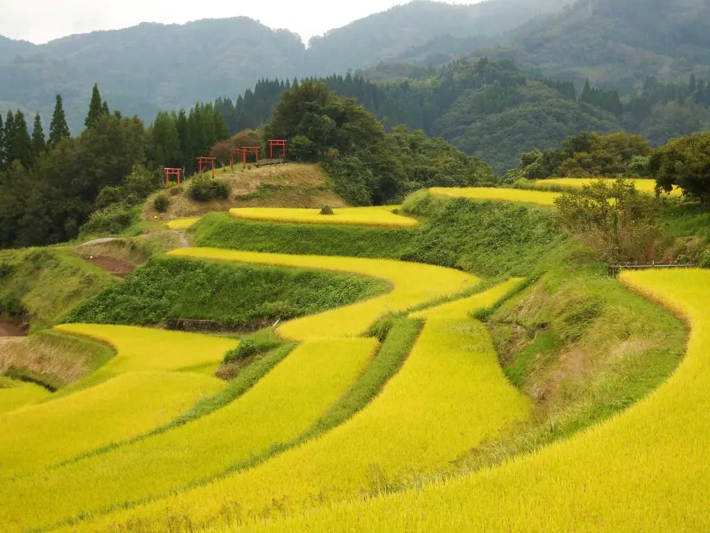 高千穂の棚田