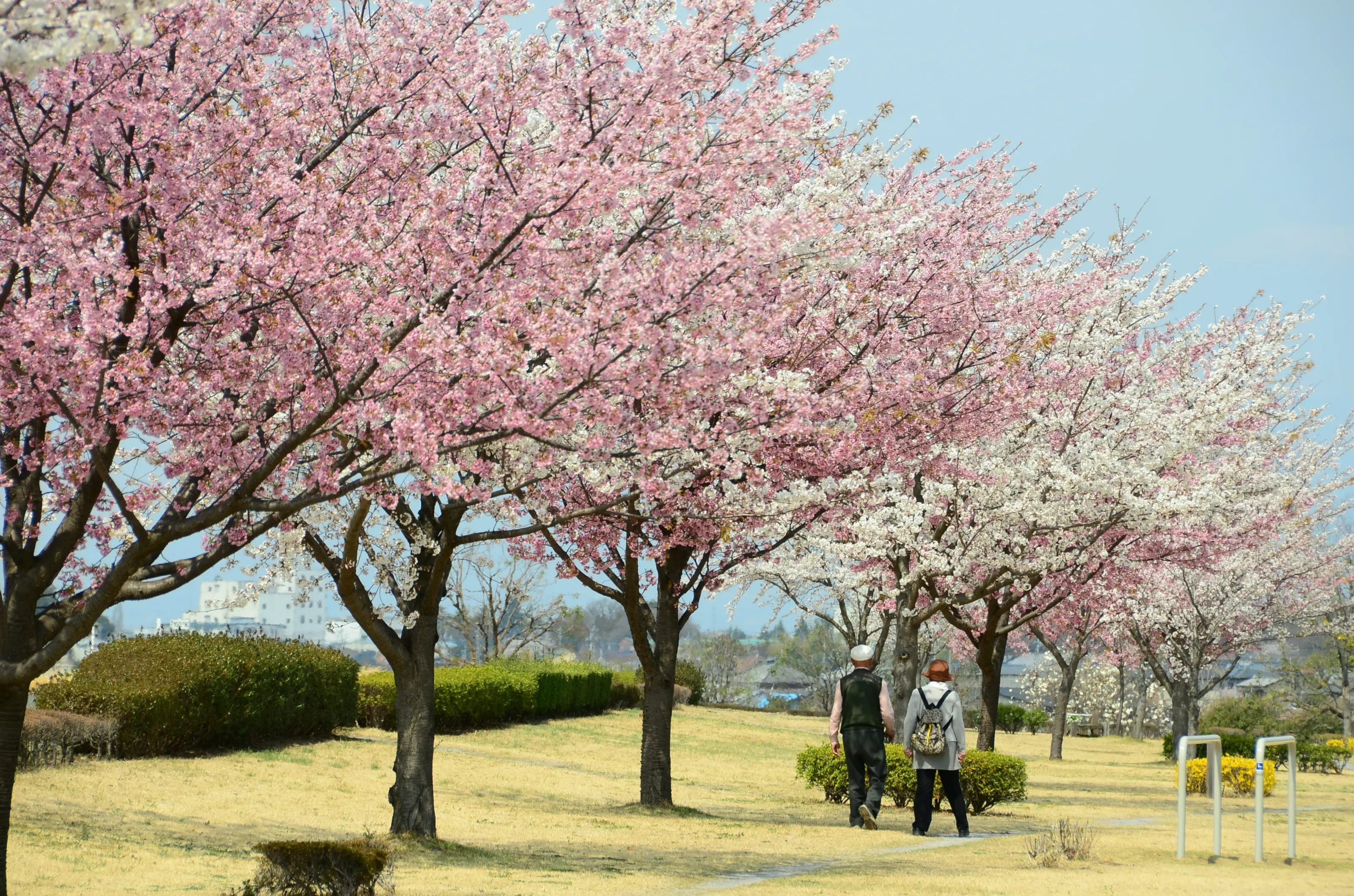 春のなかさと公園は桜が見事です🌸