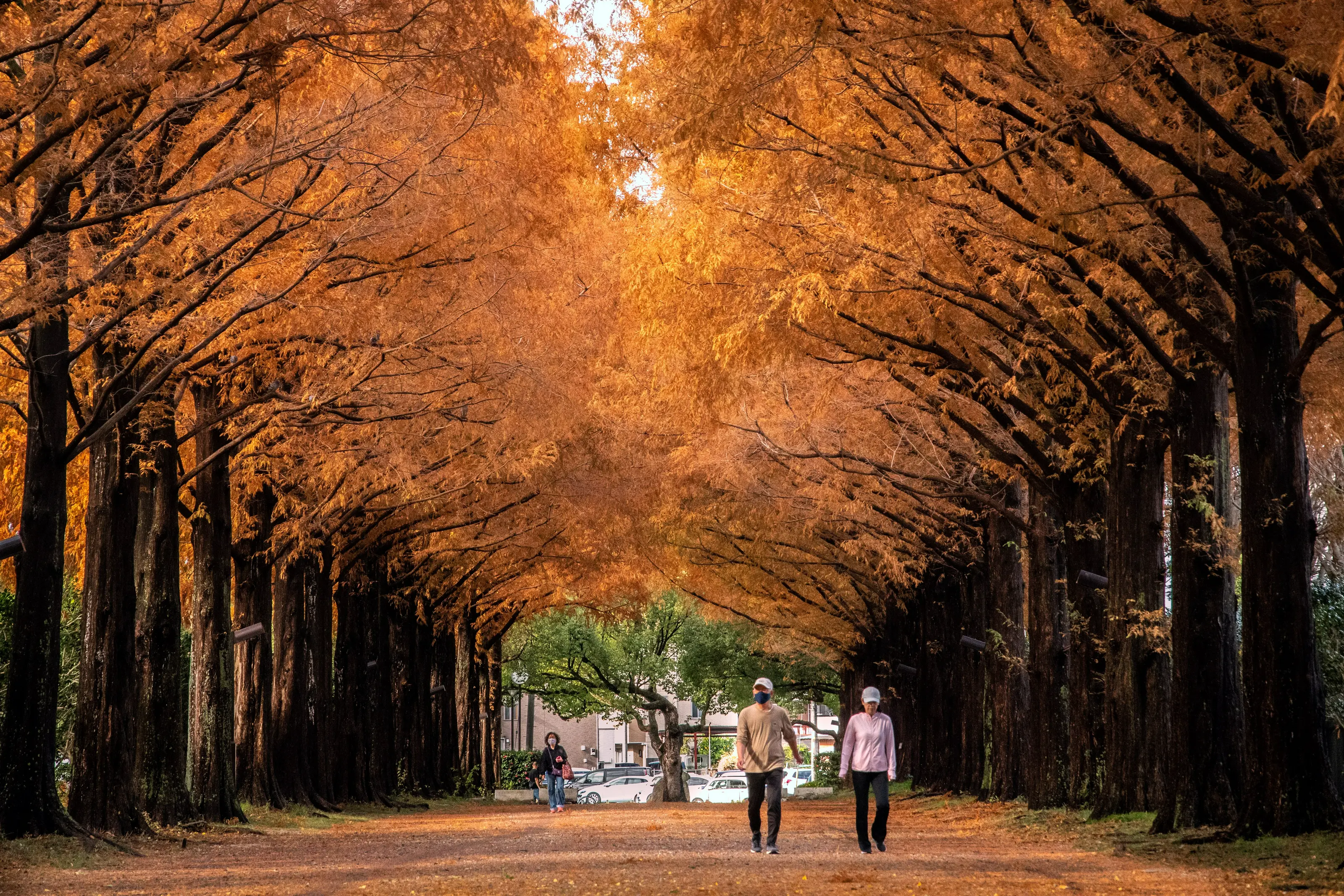 総合公園のメタセコイヤ並木