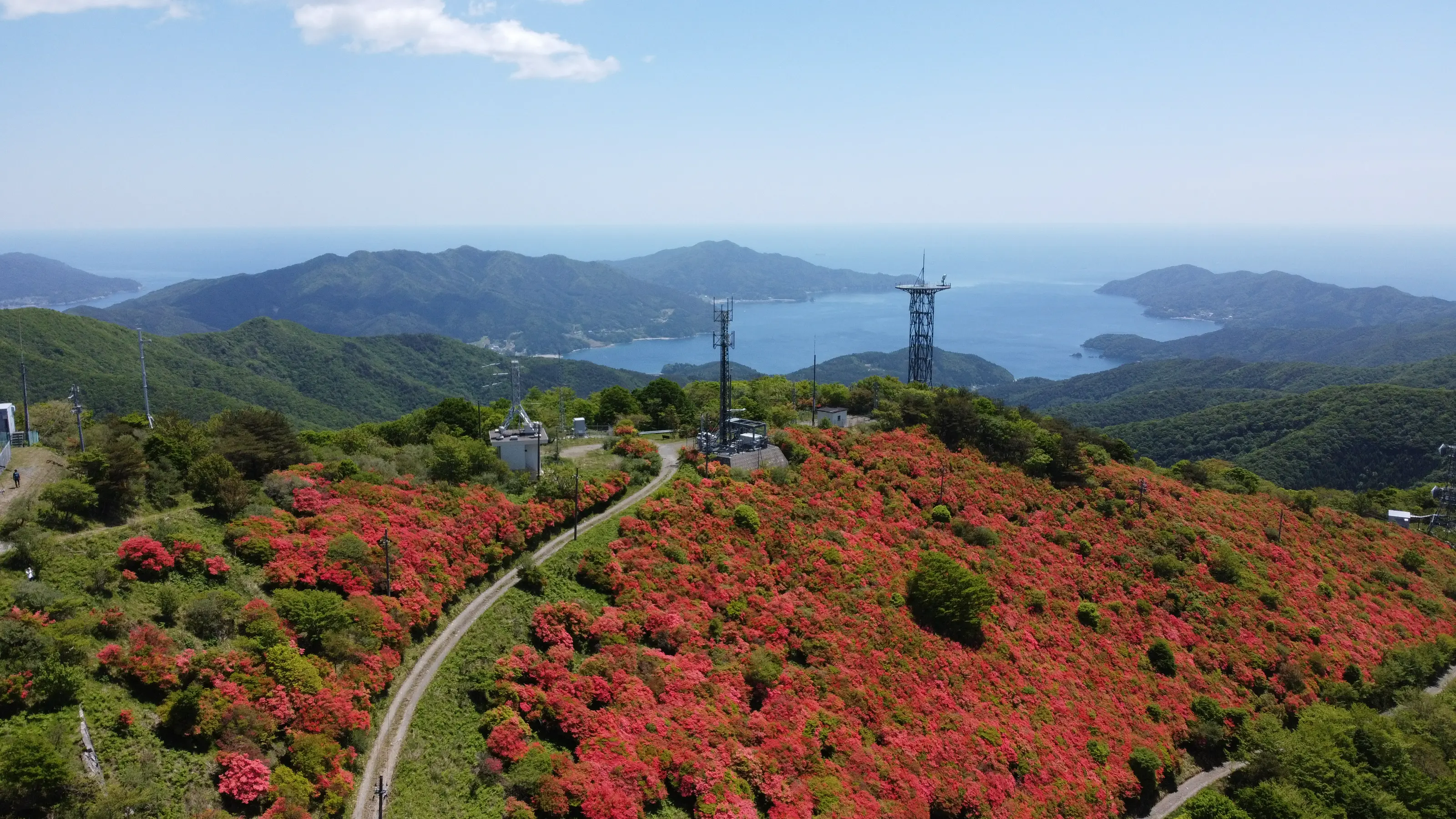 今出山のツツジ