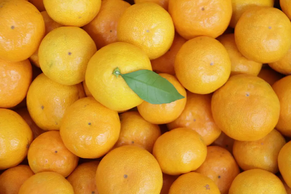 高知県内１位の生産量を誇る「山北みかん」