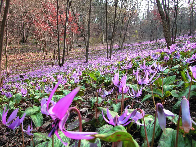 カタクリ群生地