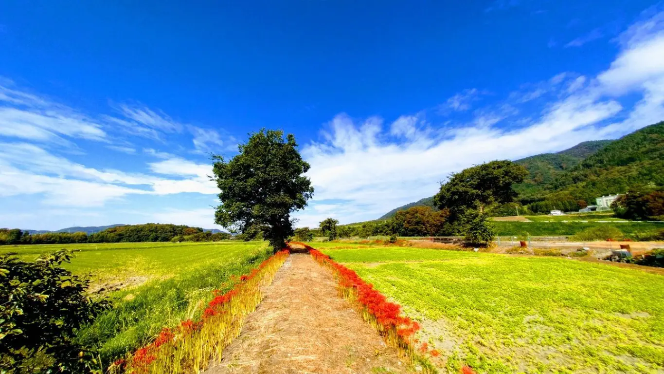 彼岸花咲く田んぼ道