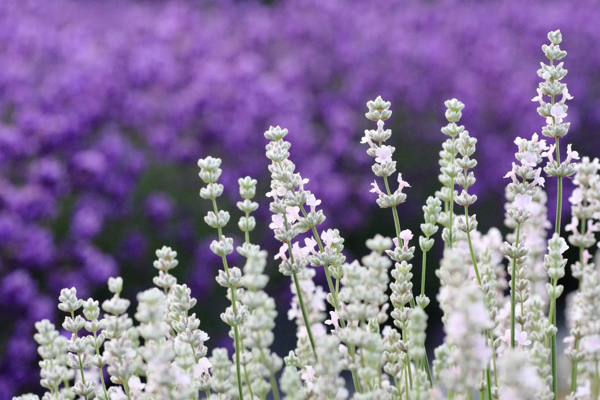 秋田県美郷町美郷雪華（ホワイトラベンダー）