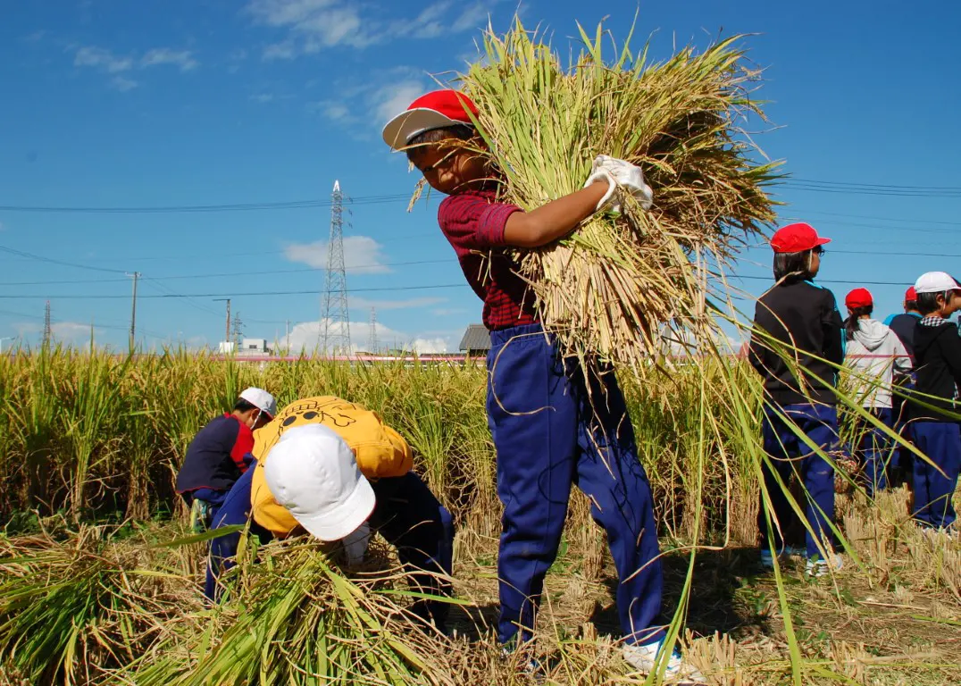 収穫も体験できます