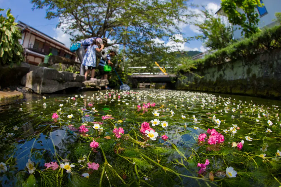 地蔵川の梅花藻