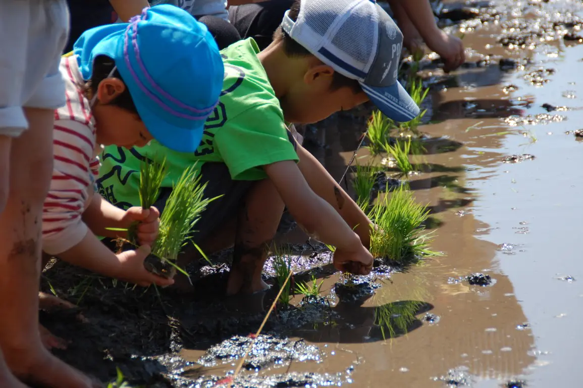 幼稚園の田植えの体験