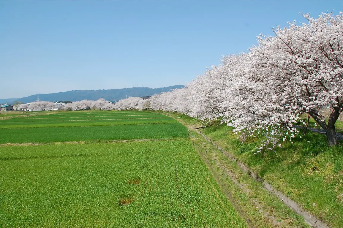 町内を流れる川沿いに桜並木があります