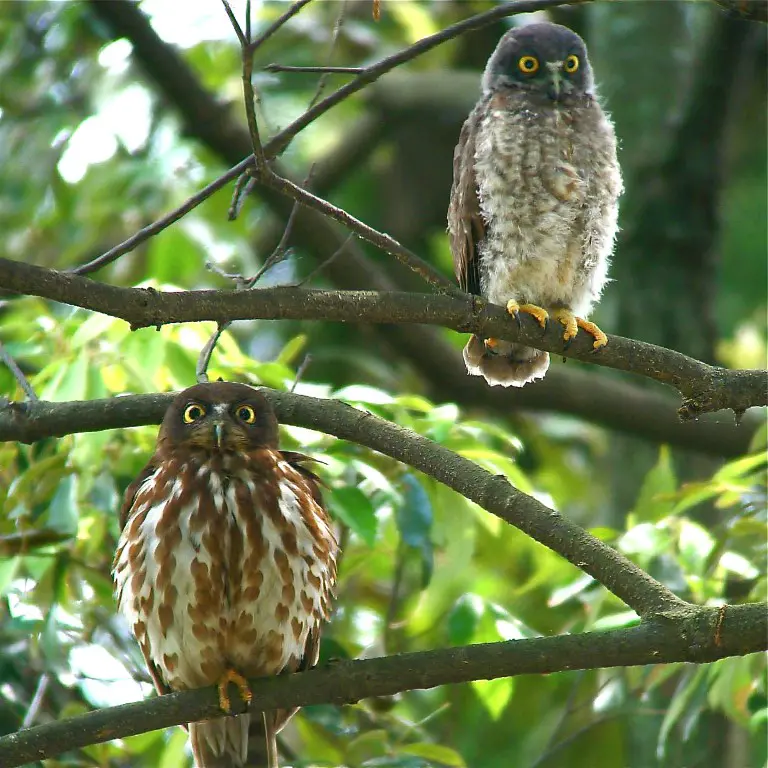 毎年5月にアオバズクが子育てに帰ってきます