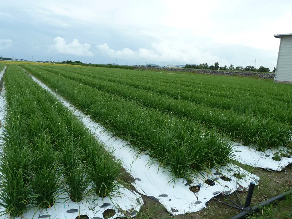 全国１位の生産量を誇る「ニラ」