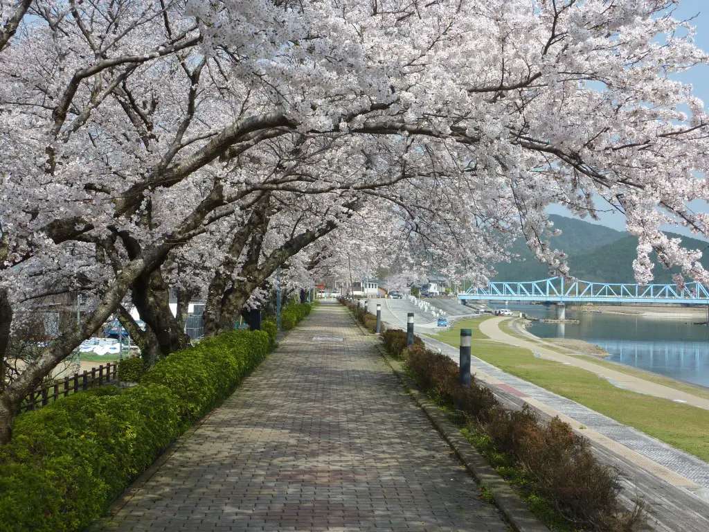 大堰川の桜