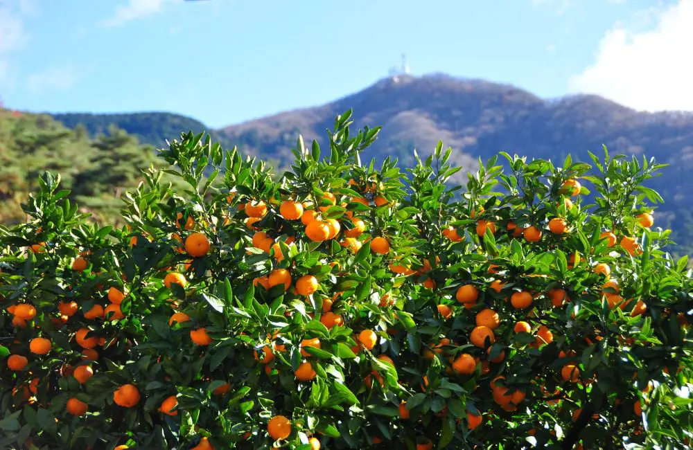 桜川市はみかんの北限