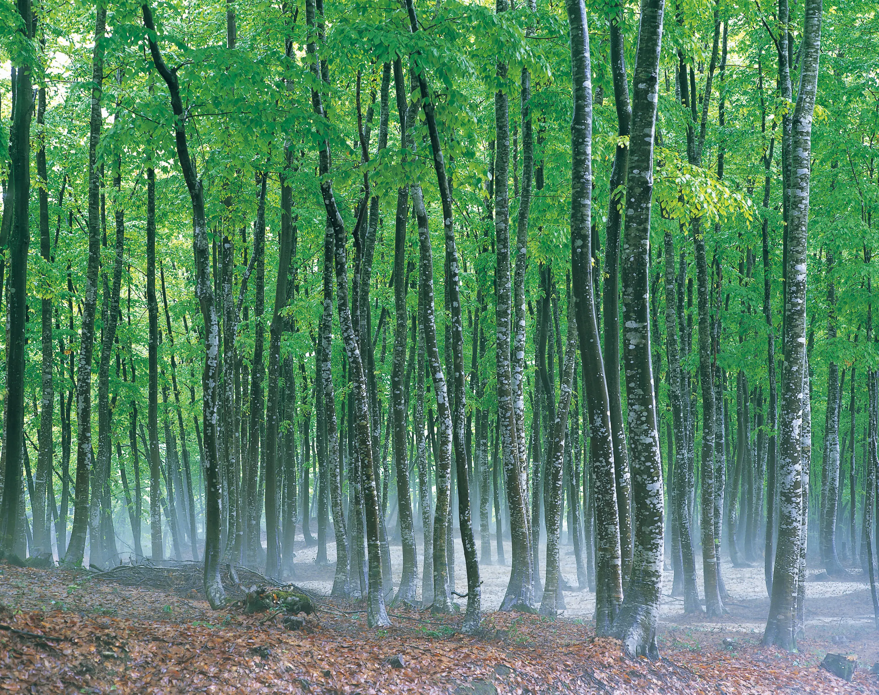 「美人林」など日本の原風景が残る