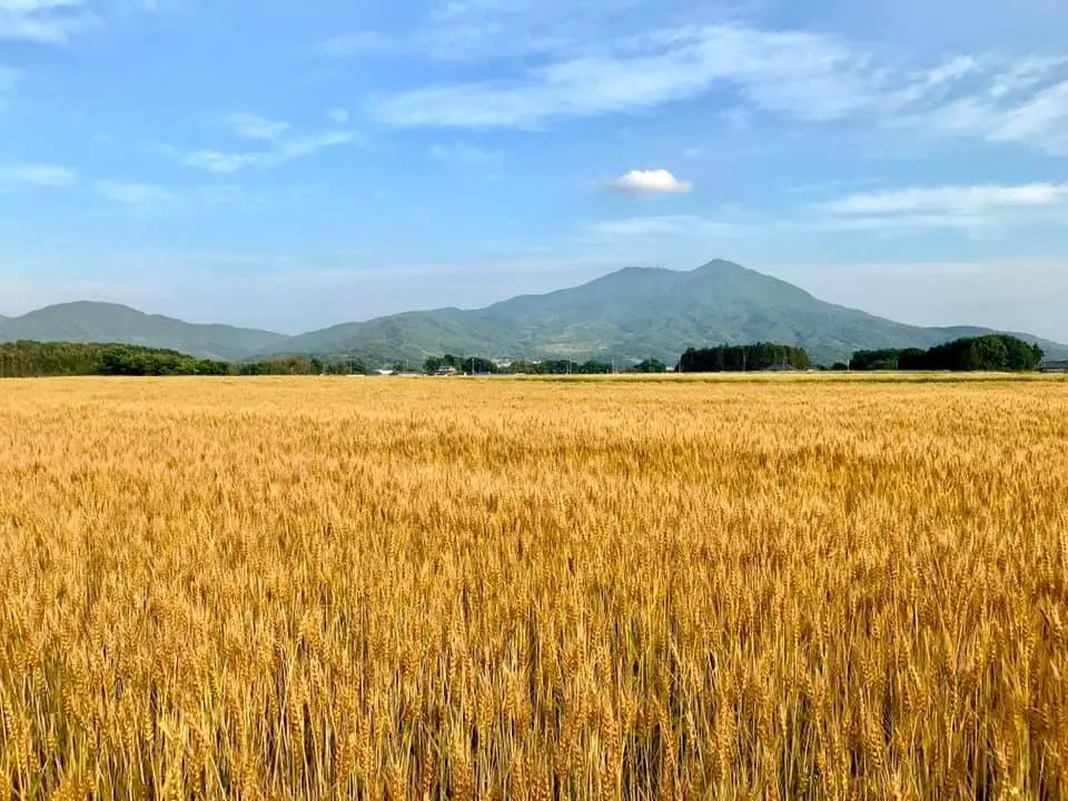 麦畑と筑波山