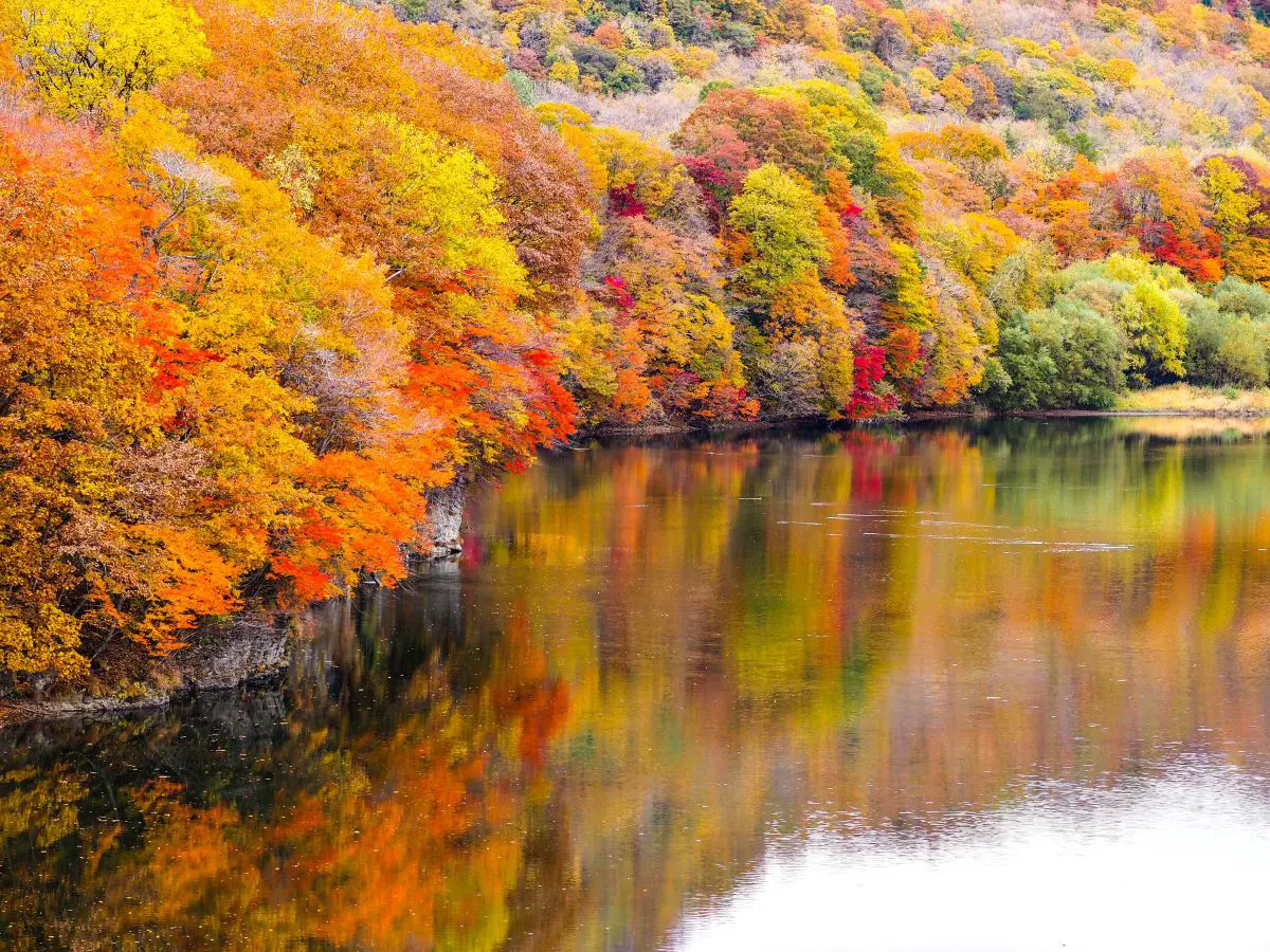 黄金橋（紅葉）