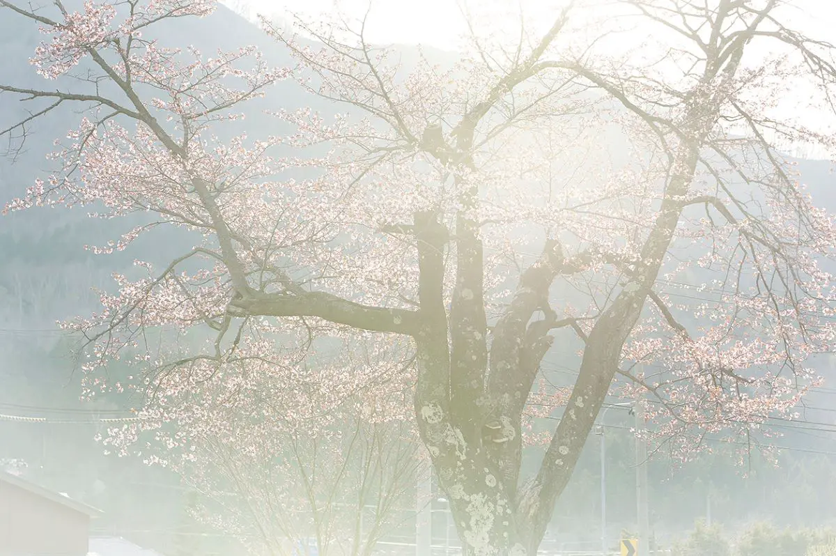 神楽岡公園（桜）