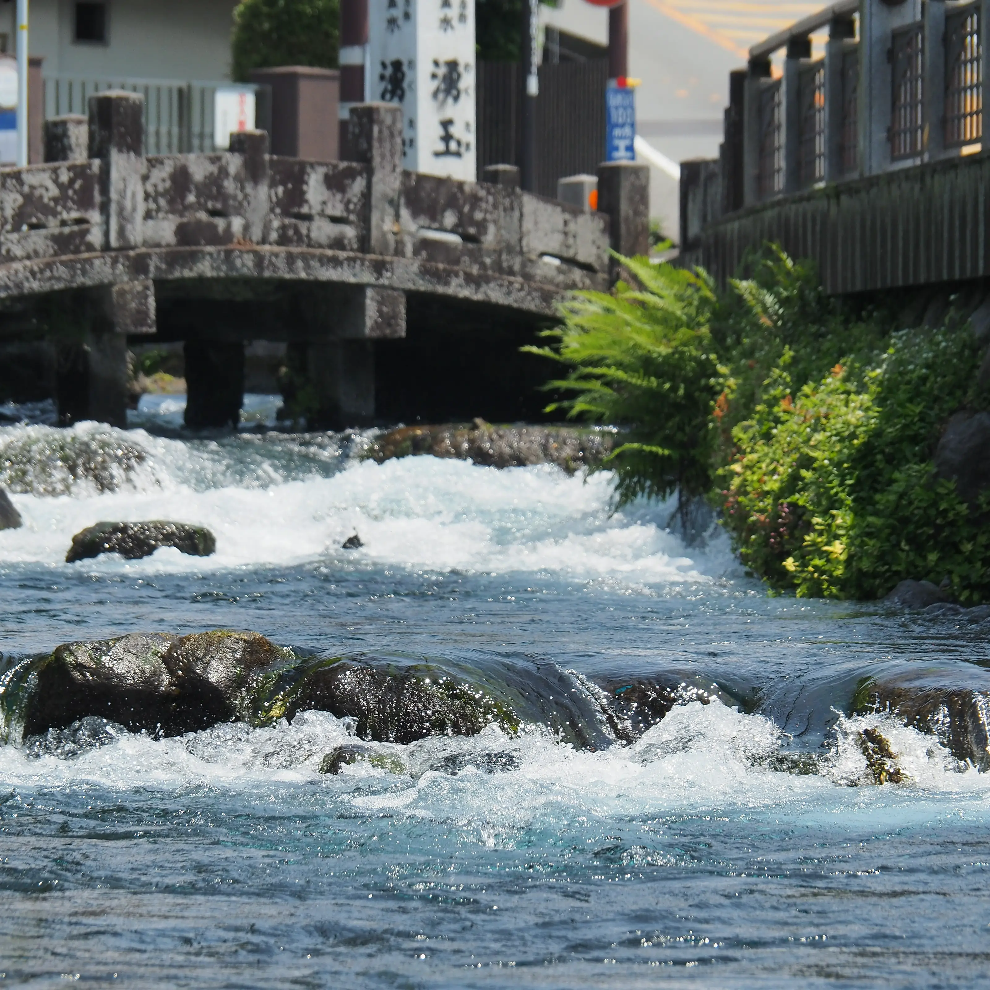 神田川（湧水）