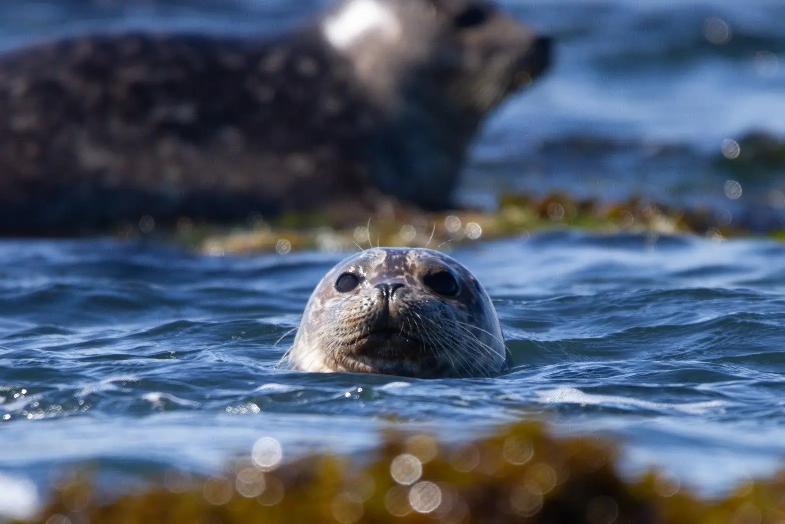 襟裳岬ゼニガタアザラシ