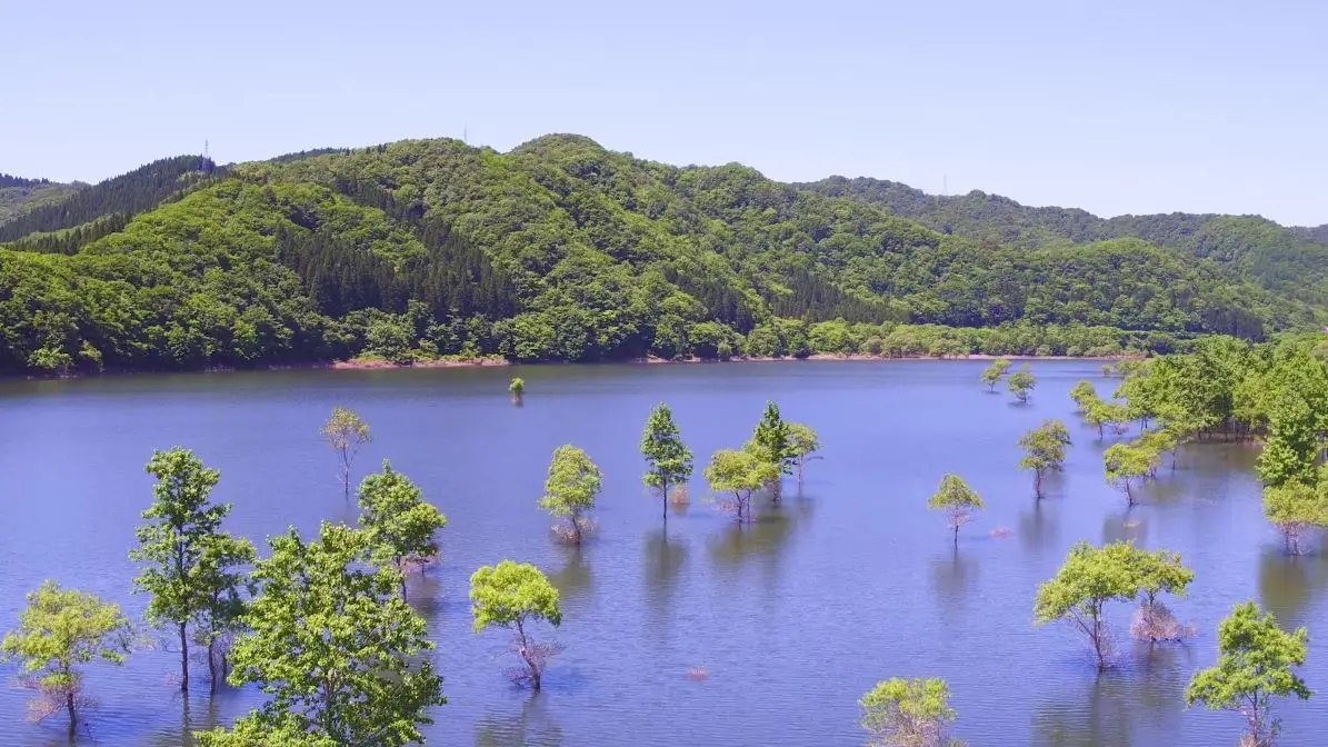 ダム湖の水没林「錦秋湖」