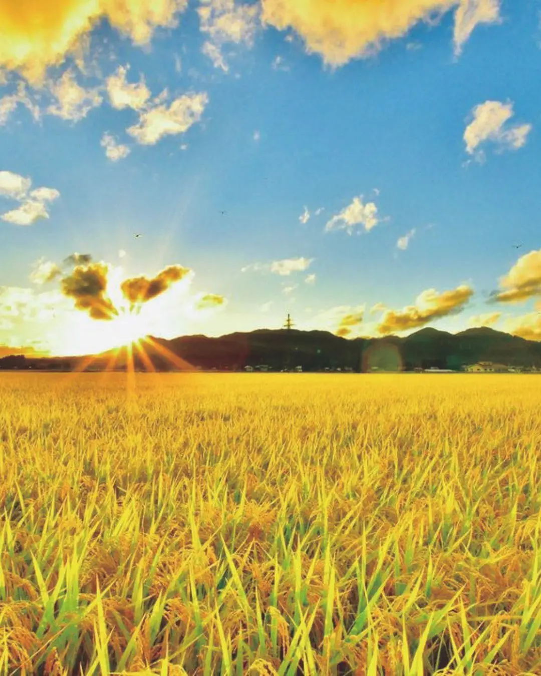 稲穂が黄金色に輝く田園風景