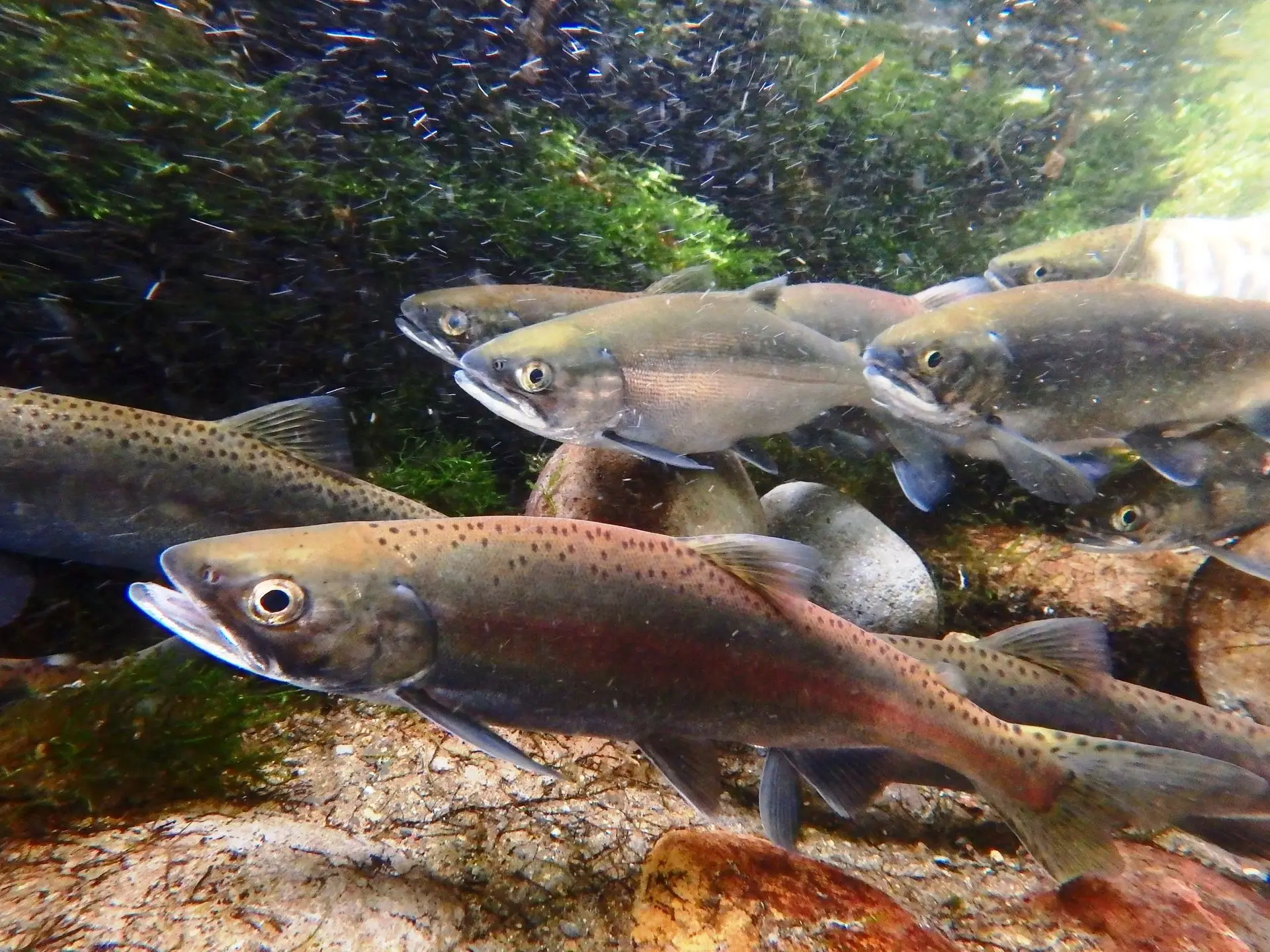 町の魚「十和田湖ひめます」（かつて魚が棲めなかった十和田湖で養魚に成功した奇跡の魚）