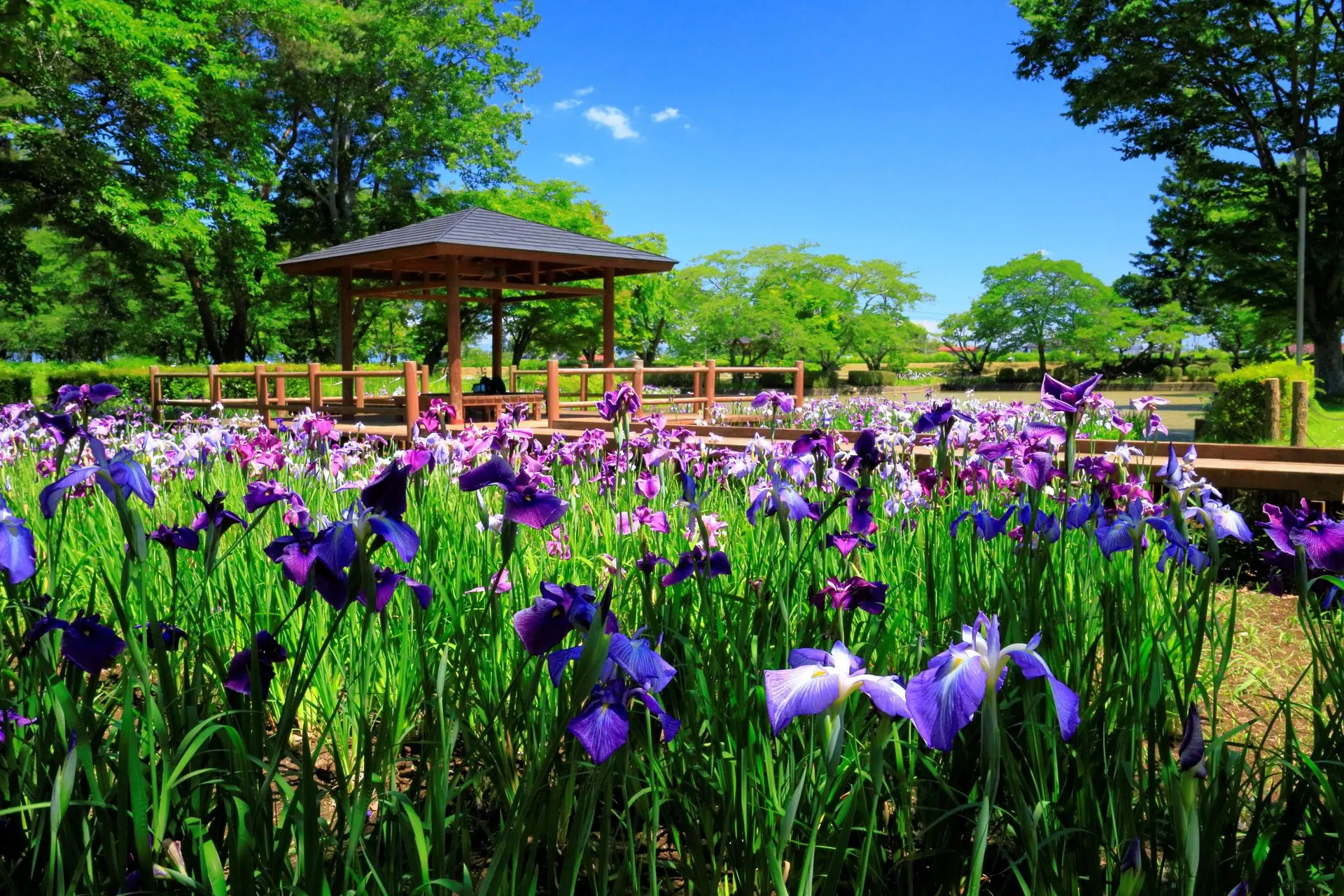 鳥見山公園あやめ園(6月頃)