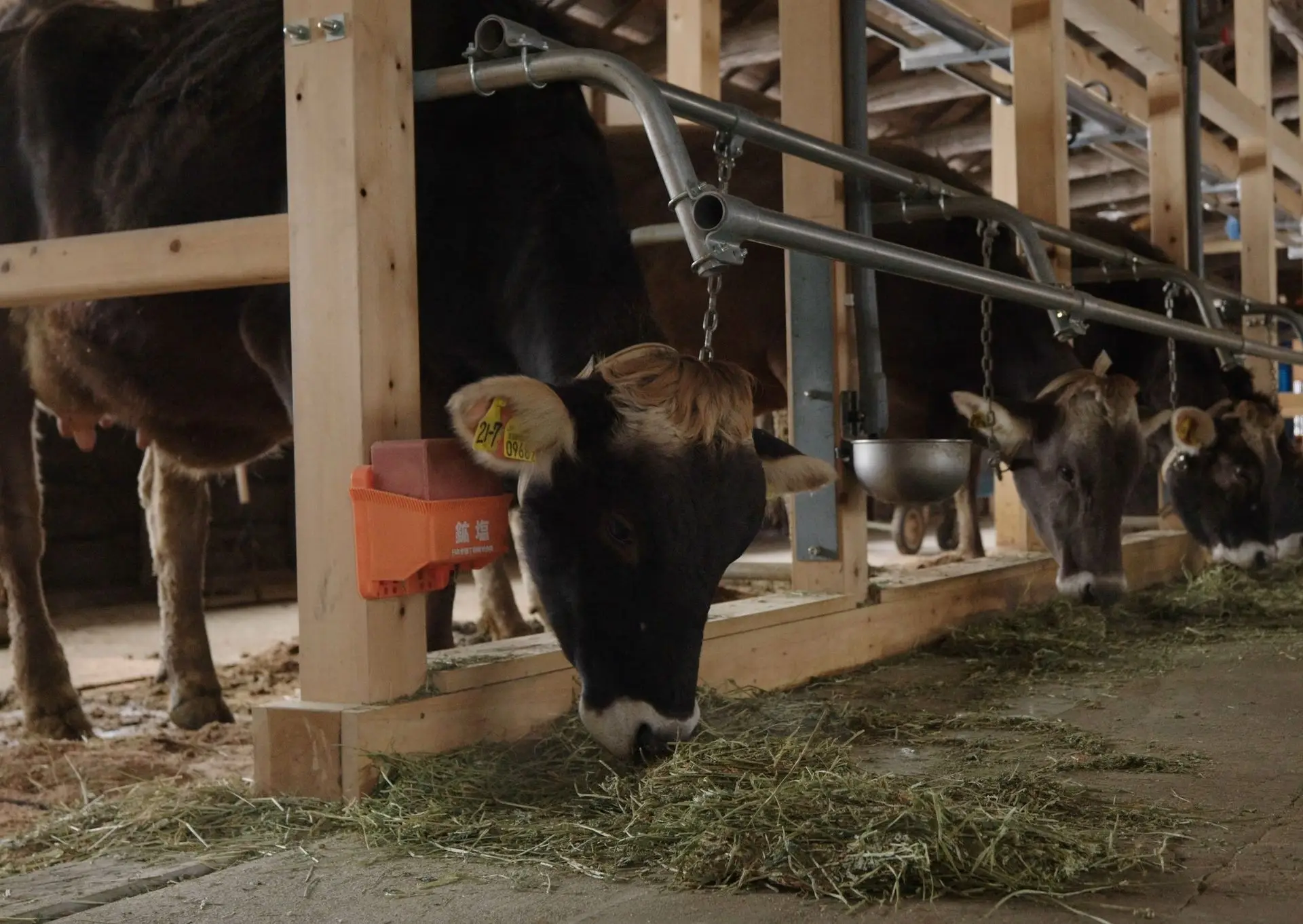 岩瀬牧場牛舎(ブラウンスイス)