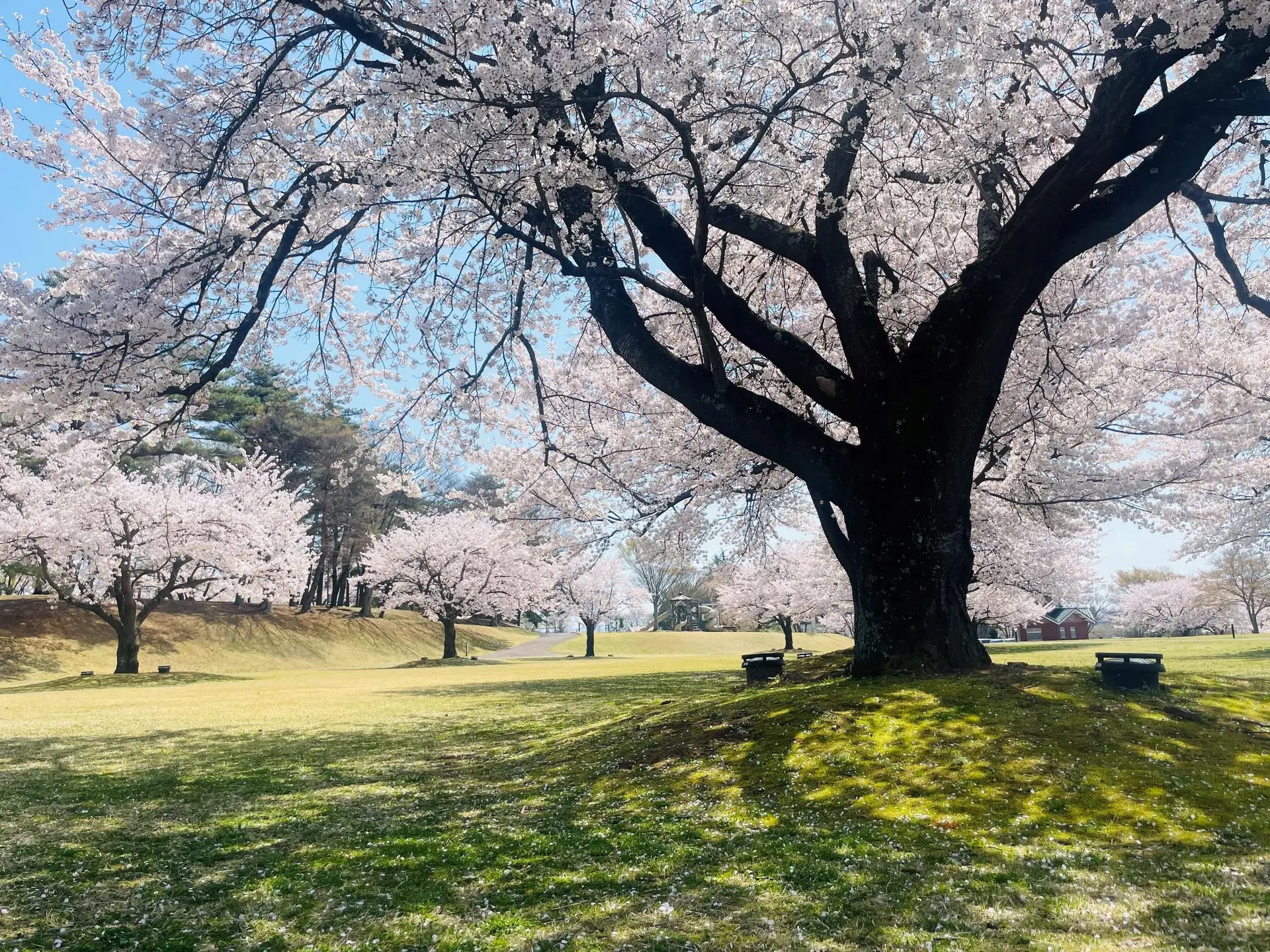 鳥見山公園桜(4月頃)